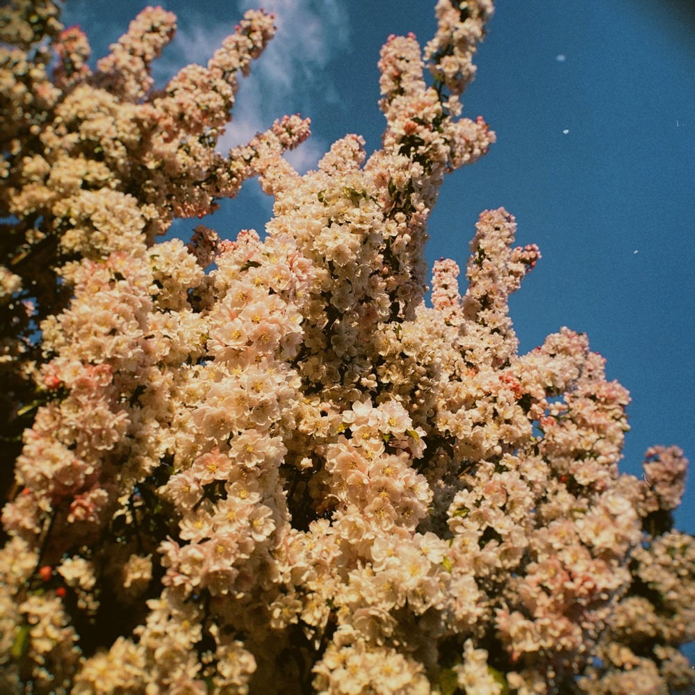 Meet your Posher, Trixie